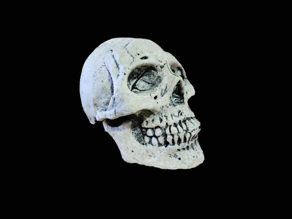 Deluxe Skull